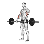 Reverse Curl demonstration animation